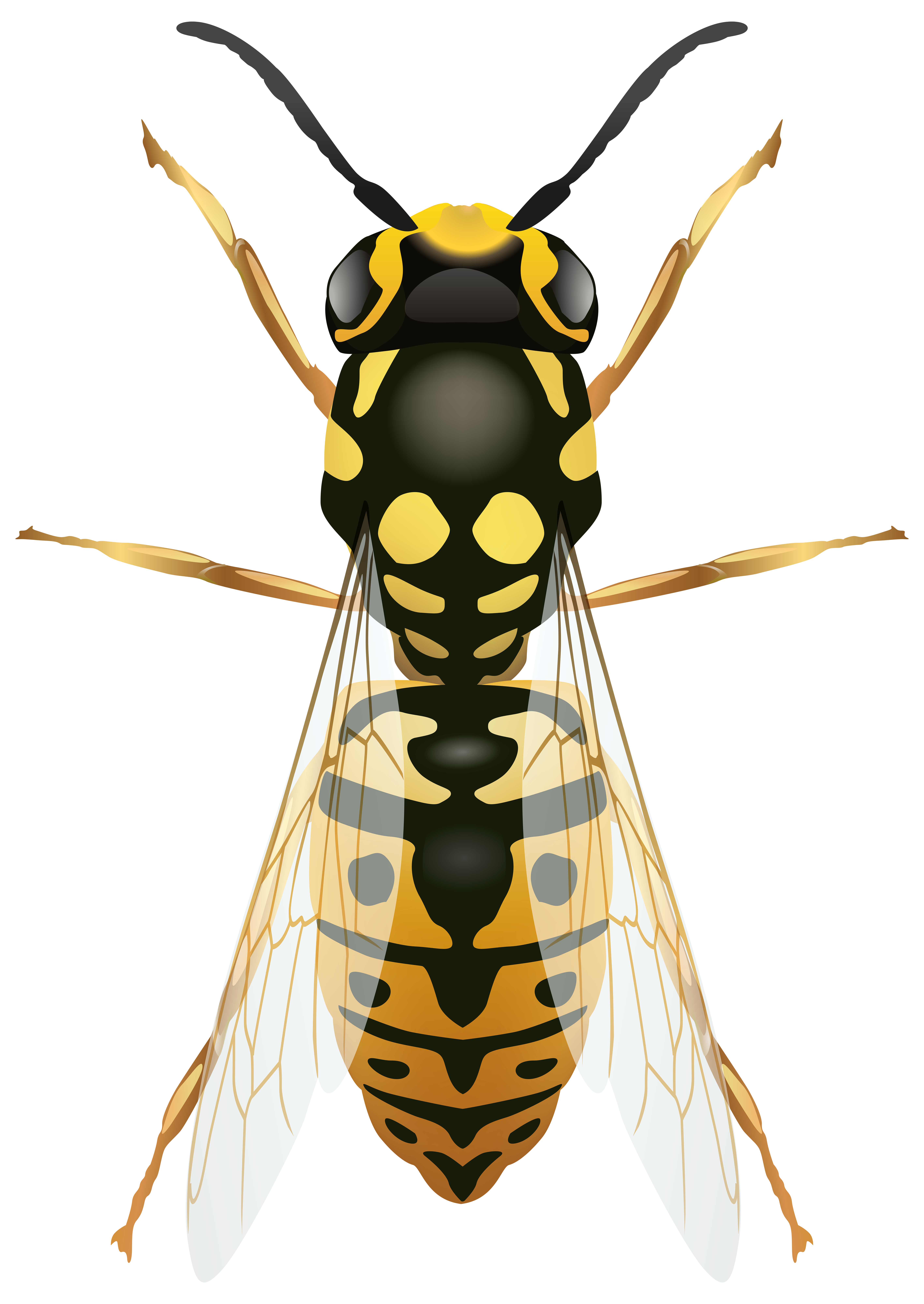 insects clipart hornet