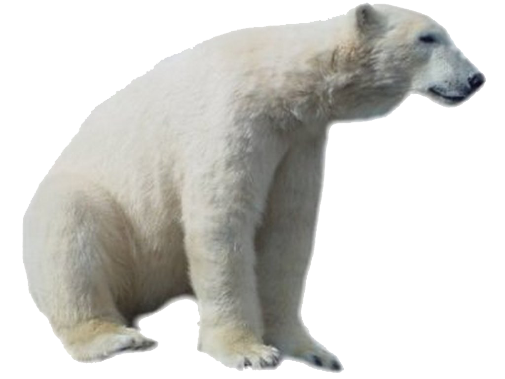 happy clipart polar bear