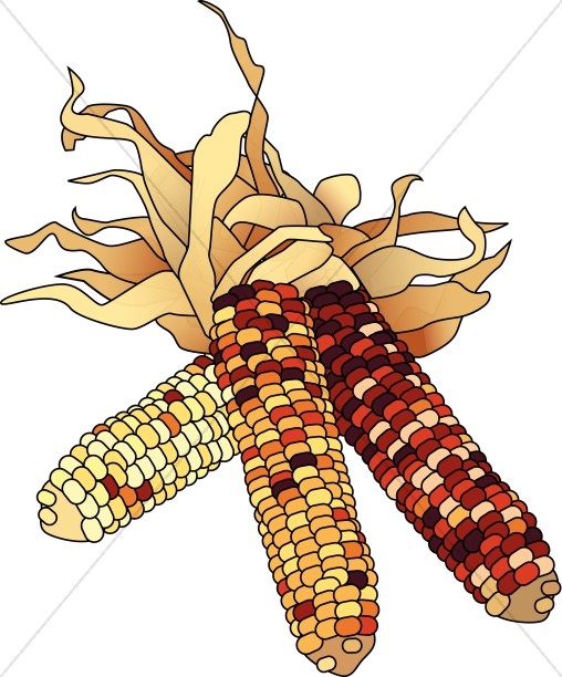 Dried corn colorful day. Autumn clipart harvest