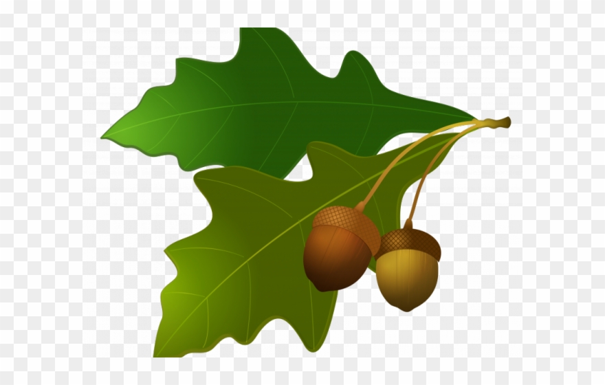 Harvest clipart oak leaves. Acorn png download pinclipart
