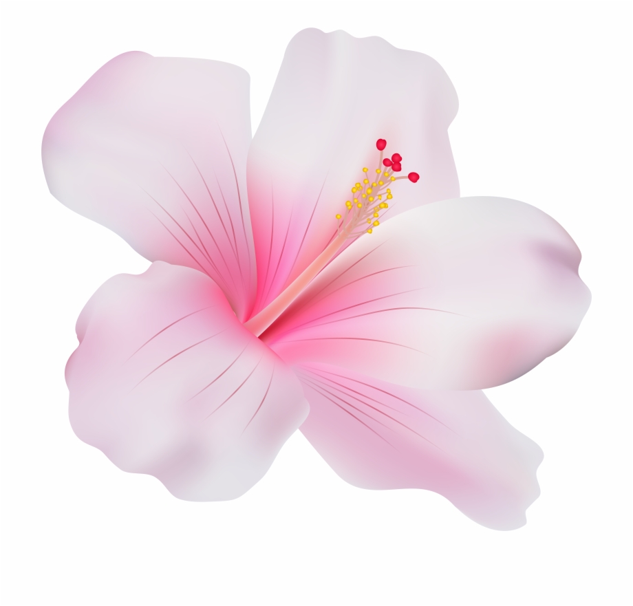 hawaiian clipart pink hibiscus flower
