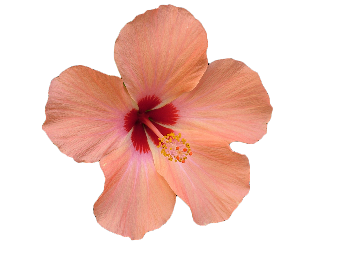 hawaii clipart pink hibiscus flower