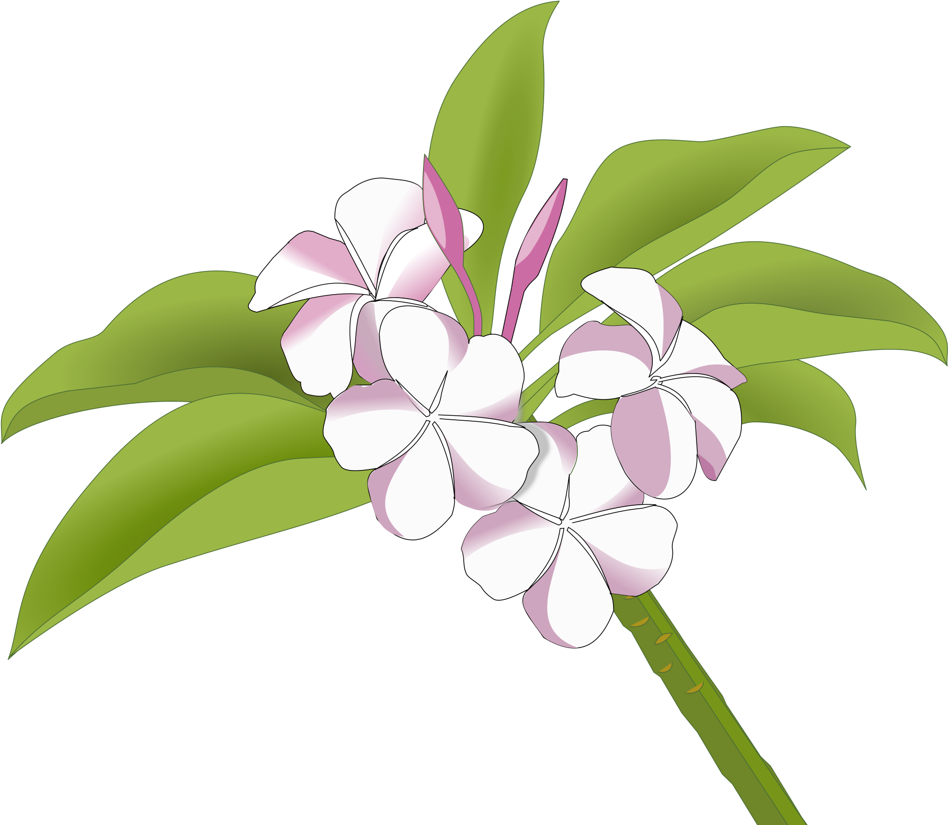 Frangipani transparent . Hawaiian clipart plumeria hawaii