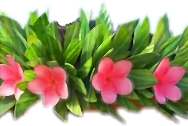 hawaiian clipart flower crown