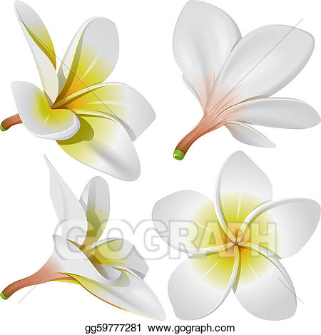 Hawaiian clipart plumeria hawaii. Vector art necklace flowers