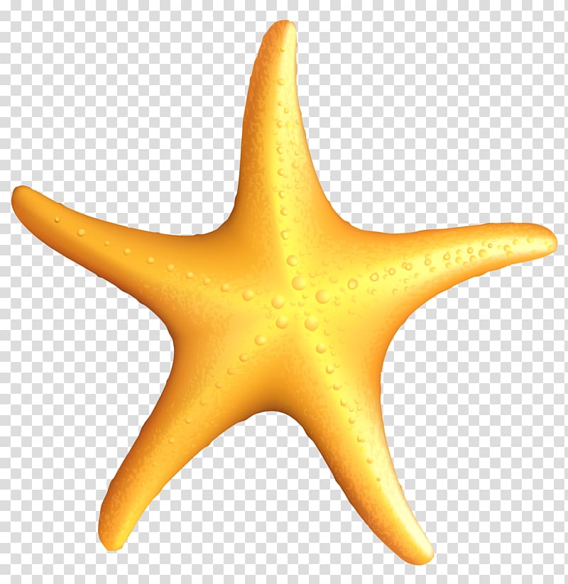 starfish clipart big