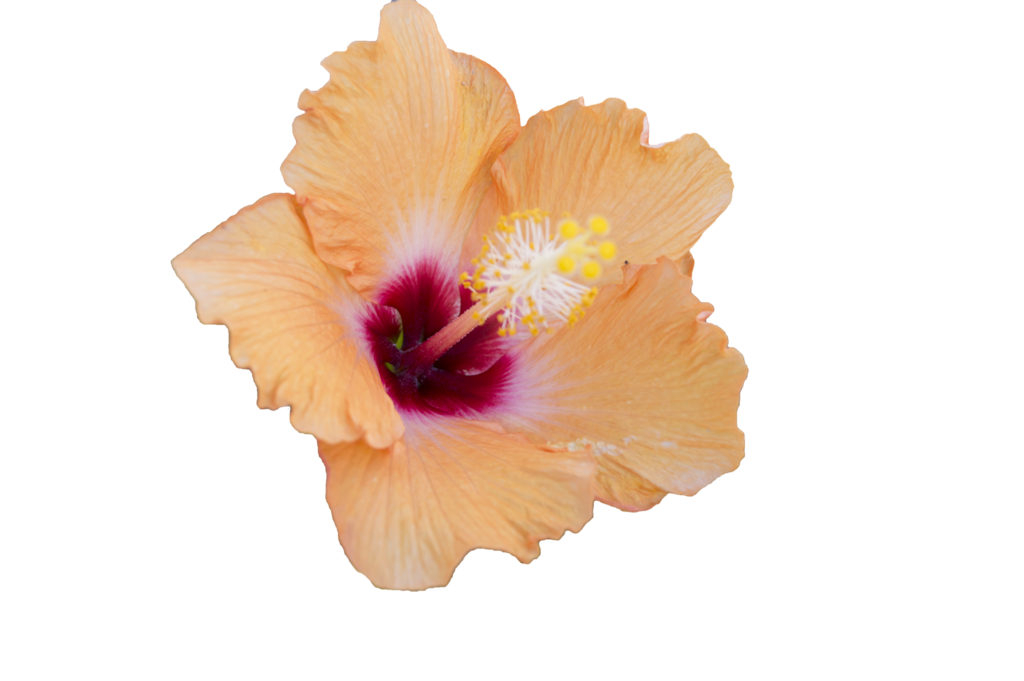 Orange hibiscus free to. Hawaiian flower png