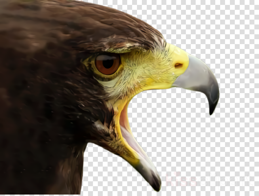 hawk clipart beak