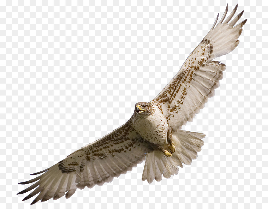 hawk clipart bird