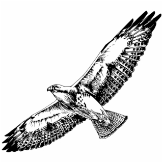 hawk clipart black and white