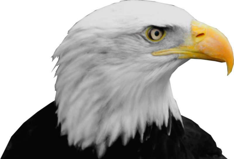 hawk clipart bold eagle