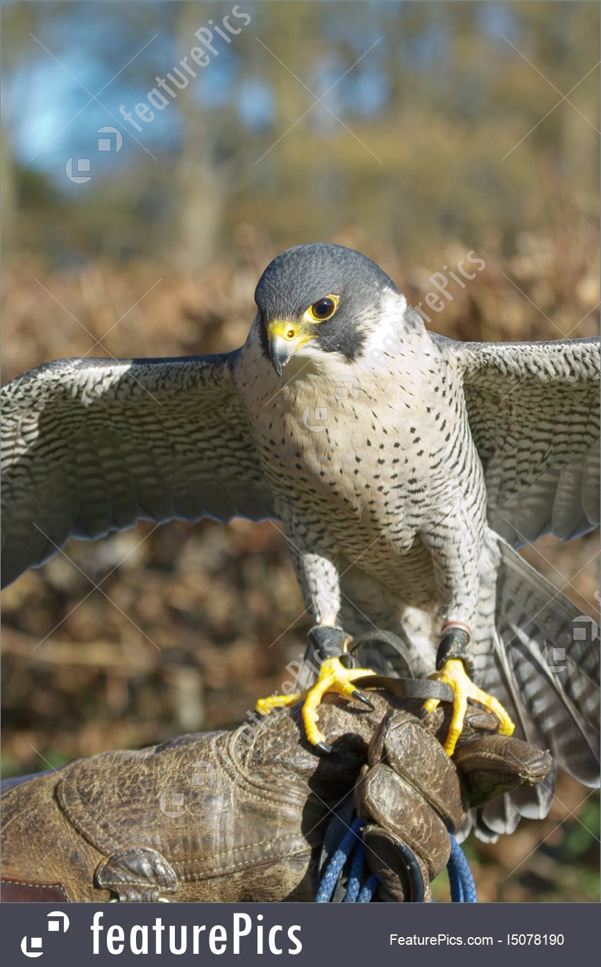 Coopers peregrine x free. Hawk clipart falcon