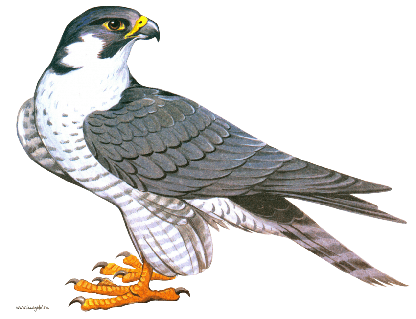 Png free images toppng. Hawk clipart falcon