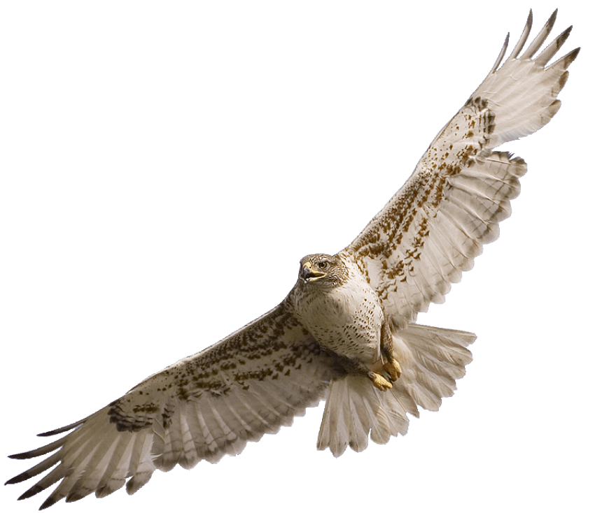 Hawk clipart falcon. Png free images toppng