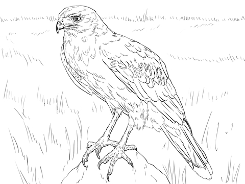 Hawk clipart hawk harris. Coloring page free printable