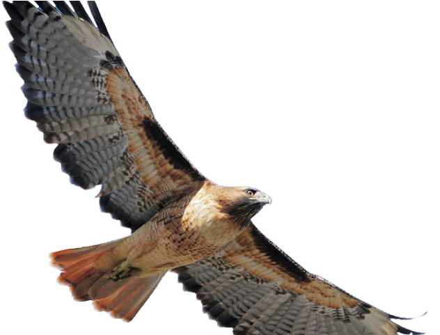 Hawk clipart hebron. Coopers flying red tailed