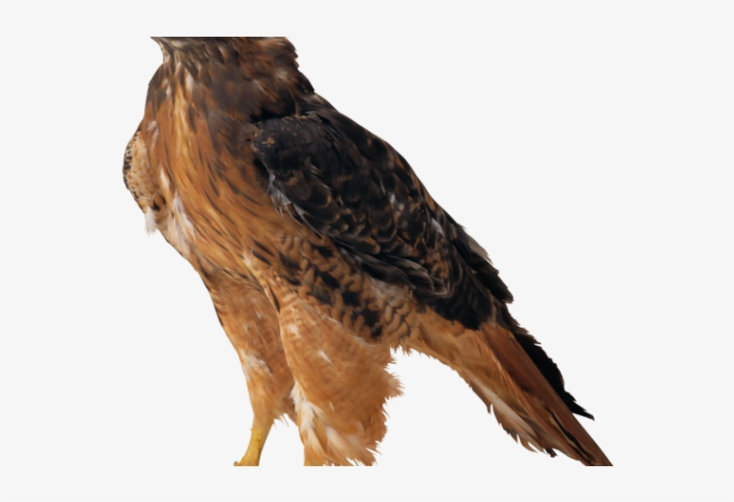 hawk clipart kite bird