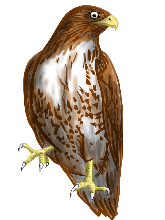 hawk clipart muscular