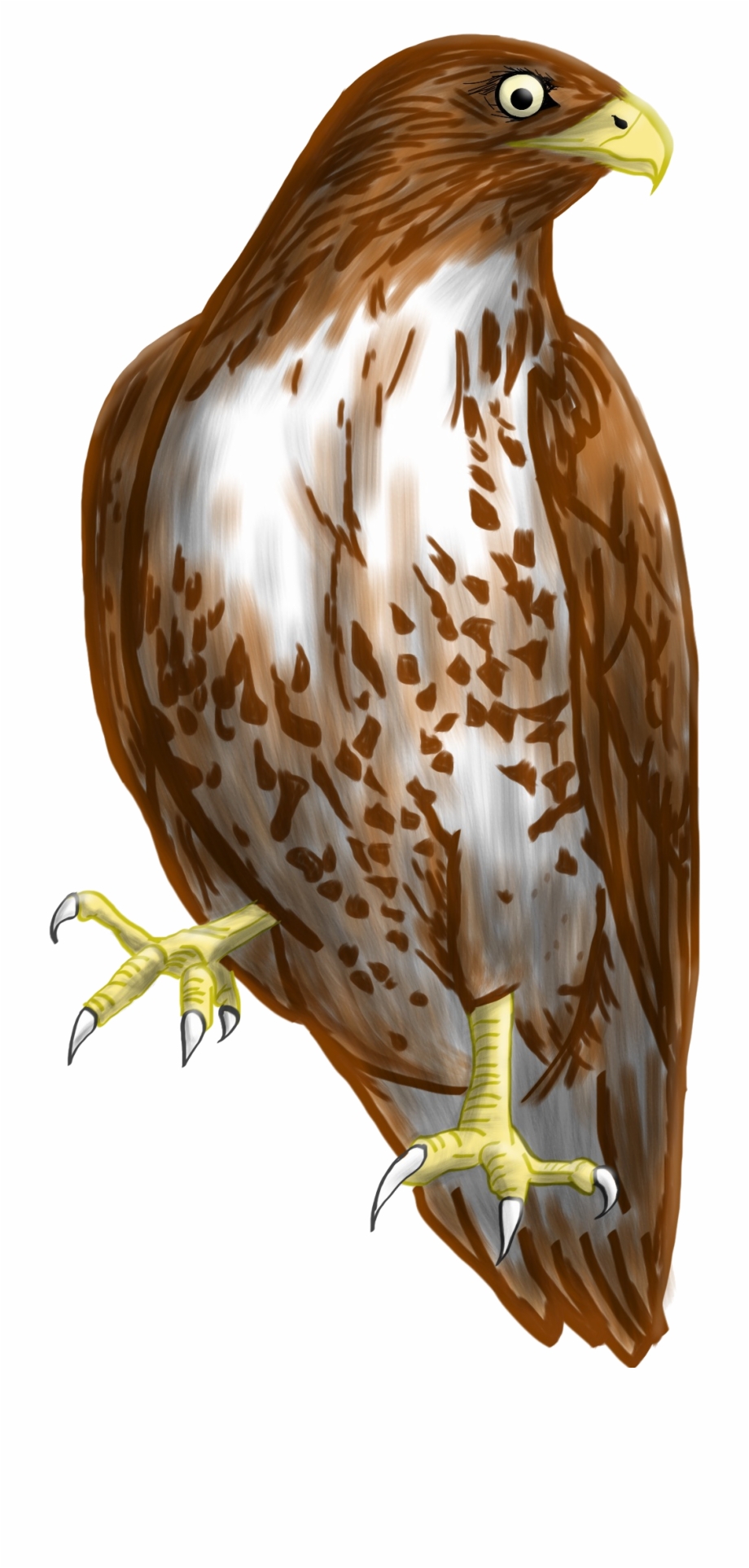 hawk clipart perched