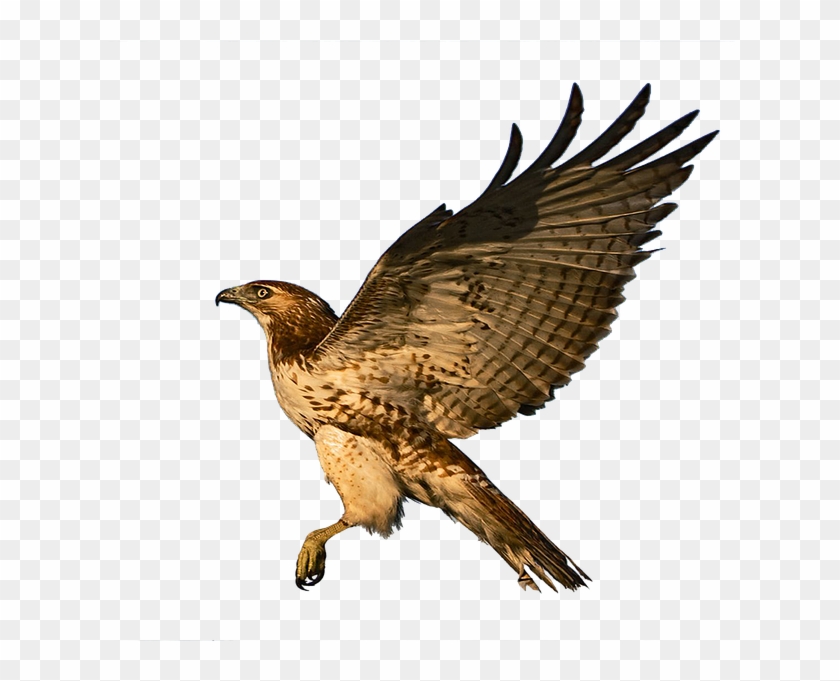 hawk clipart raptor bird