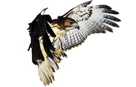 hawk clipart real bird