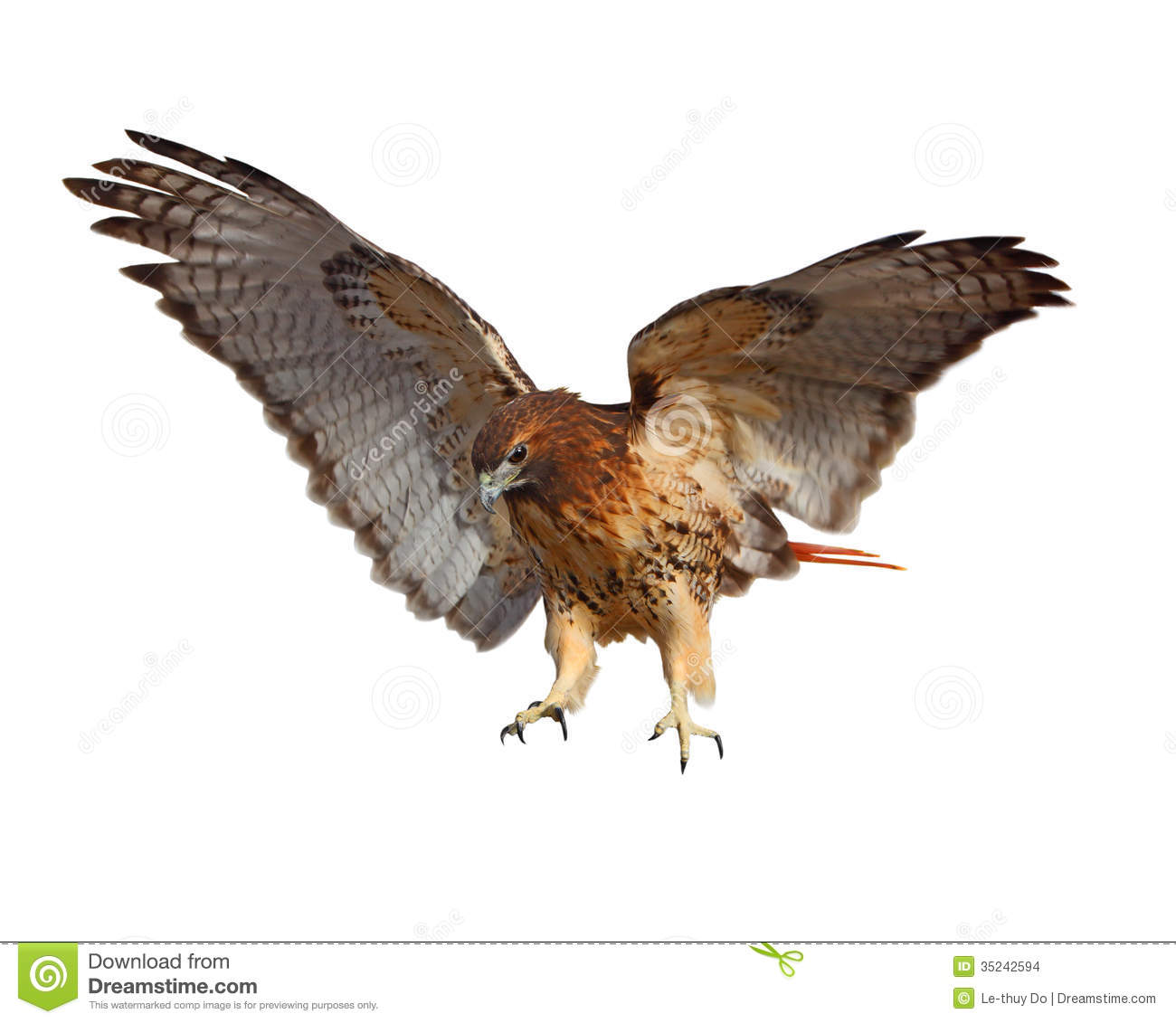 hawk clipart red tail hawk