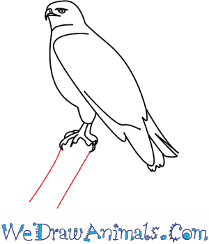 hawk clipart simple