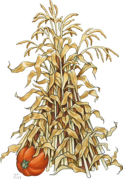 maze clipart corn stalk