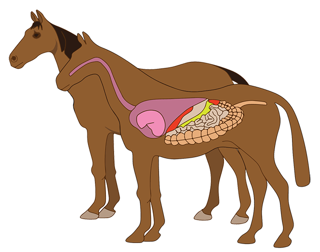 Part inside of a. Hay clipart horse hay