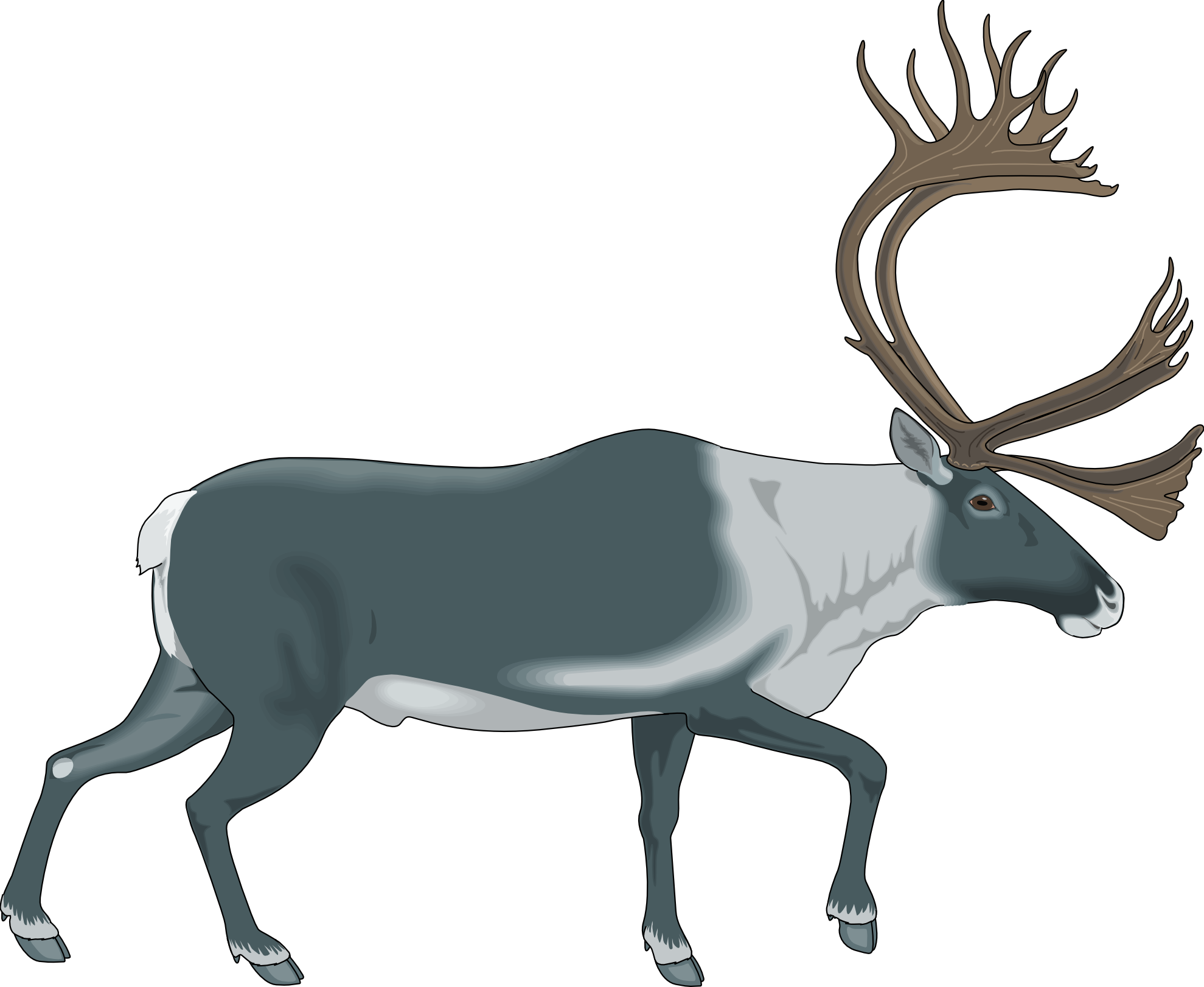 moose clipart caribou