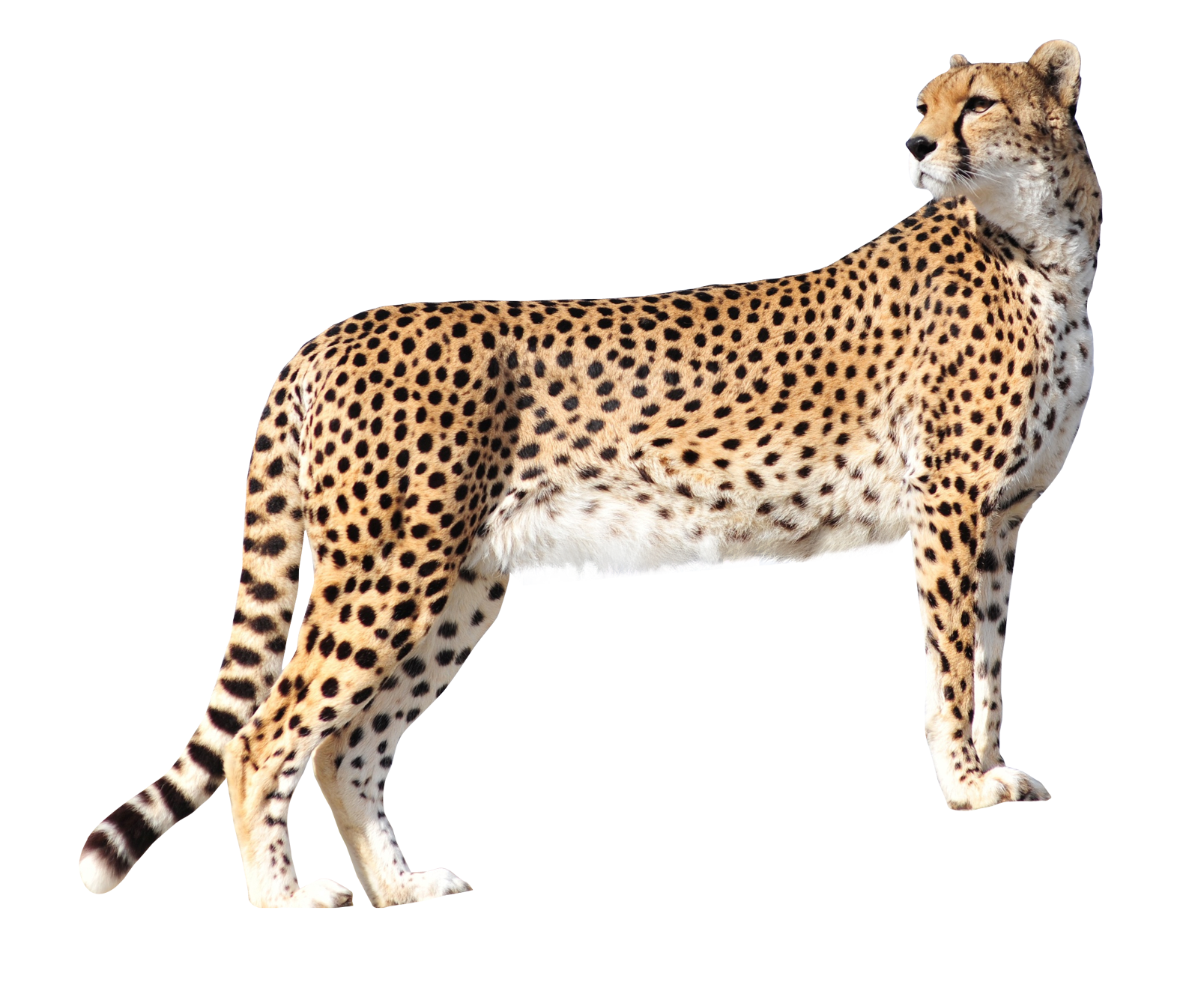 Png image purepng free. Logo clipart cheetah