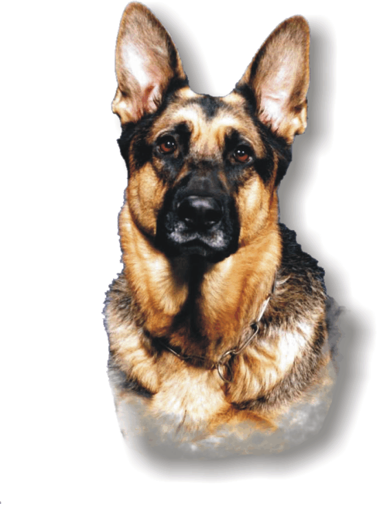 police clipart german shepherd