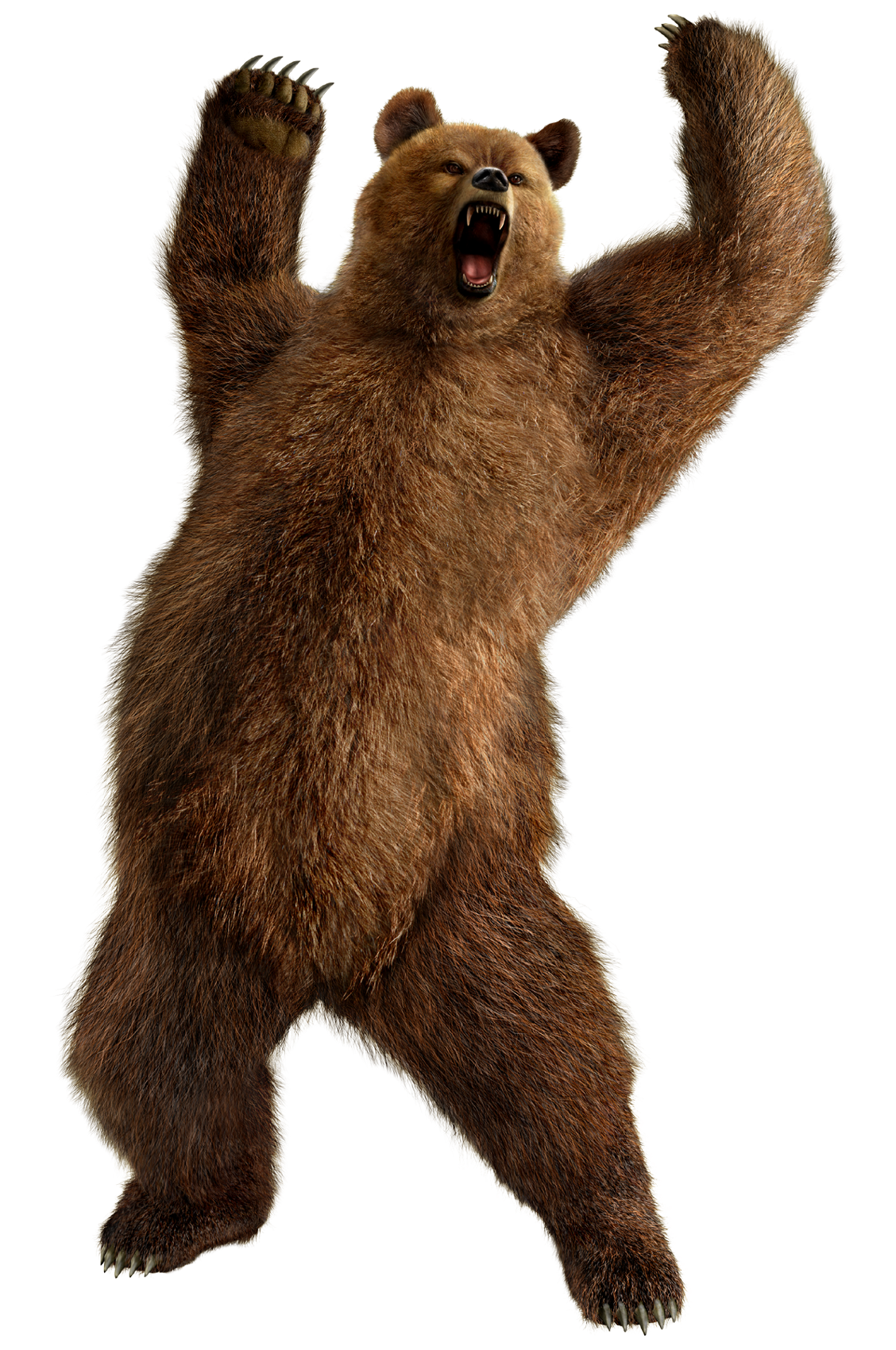 Head clipart grizzly. Bear standing png image