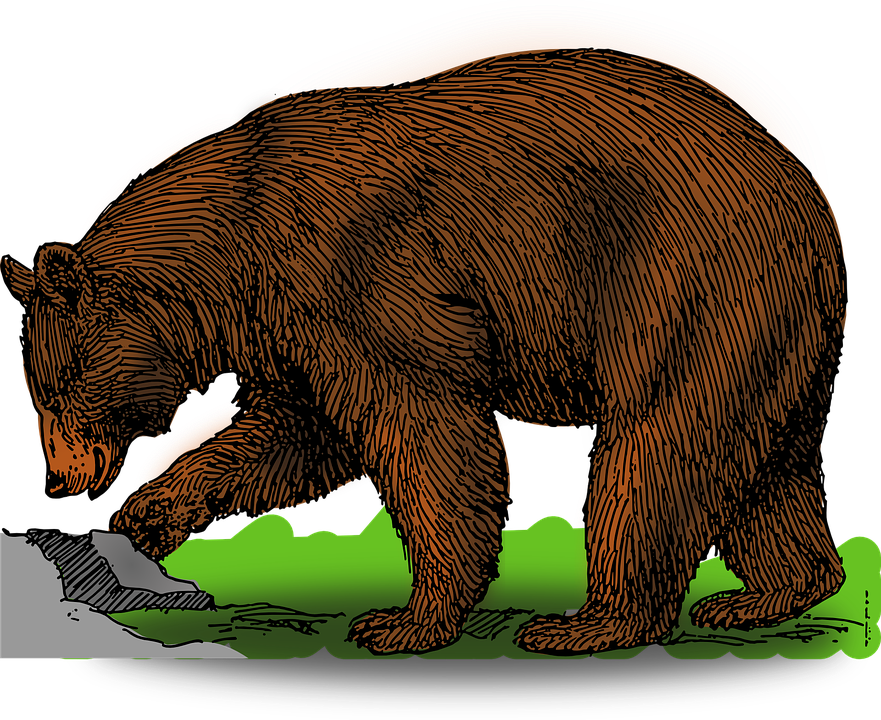 Wild bear free on. Head clipart grizzly