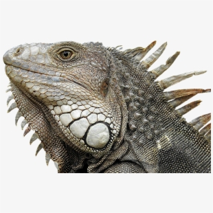iguana clipart head