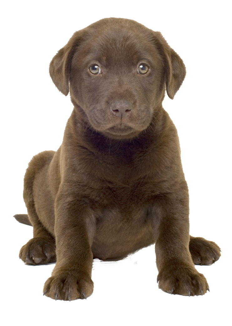 Dog png image proppotion. Lab clipart cute
