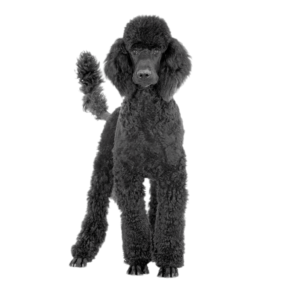 Head clipart poodle. Black transparent png stickpng