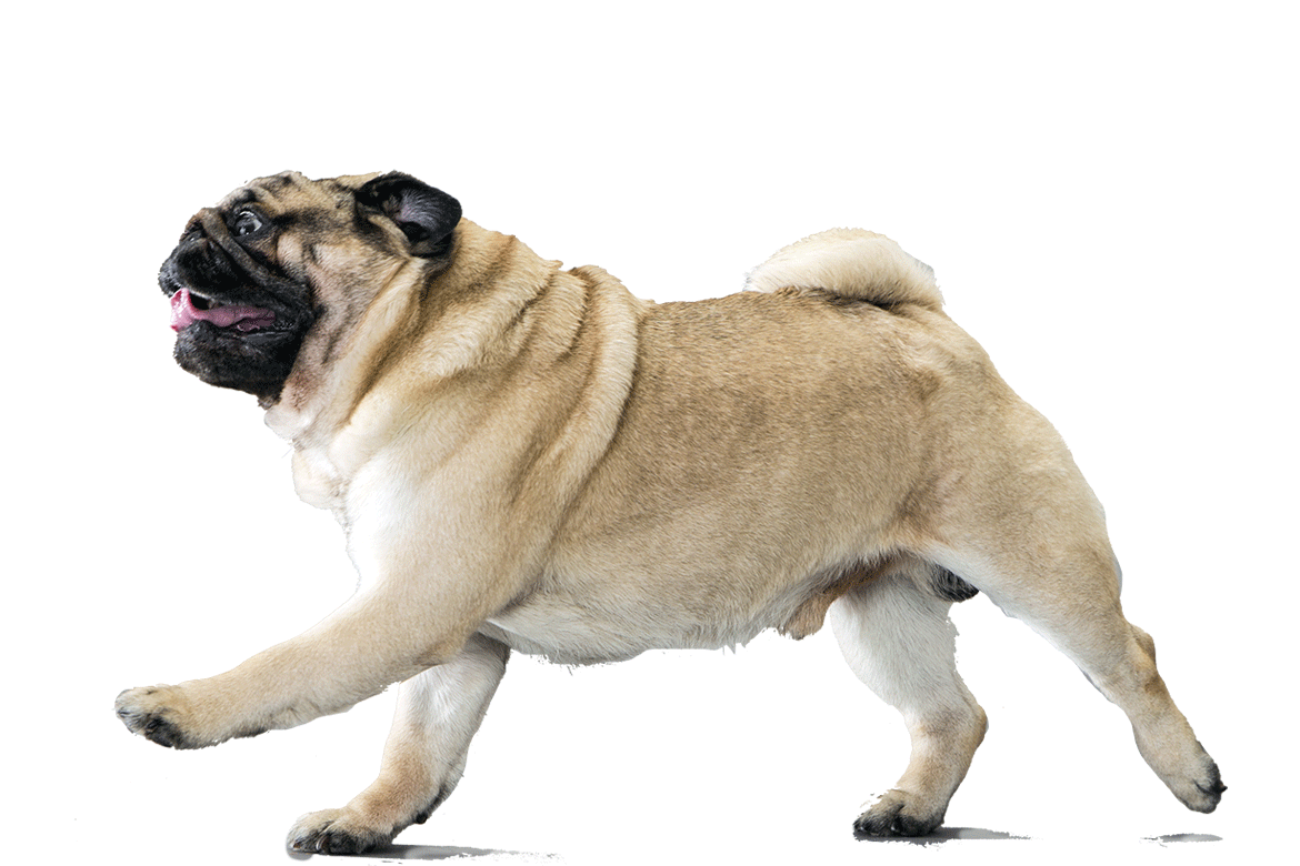 Head clipart pug. Dog breed information pinterest
