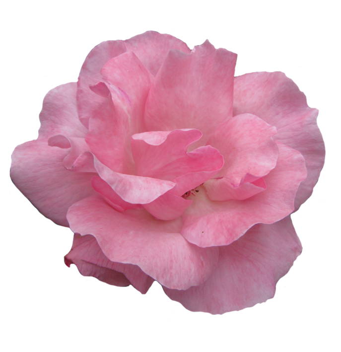 Pink flower image. Head clipart rose