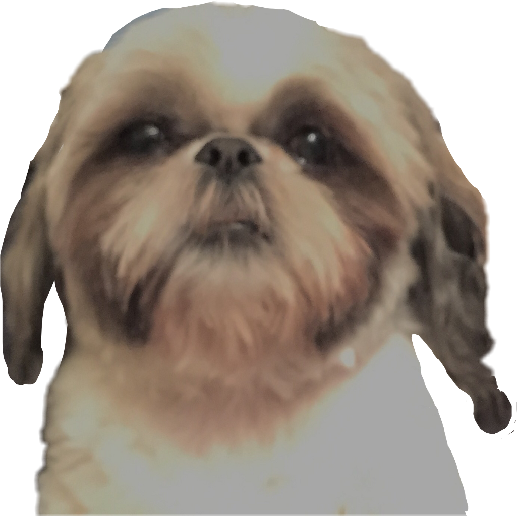 head clipart shih tzu