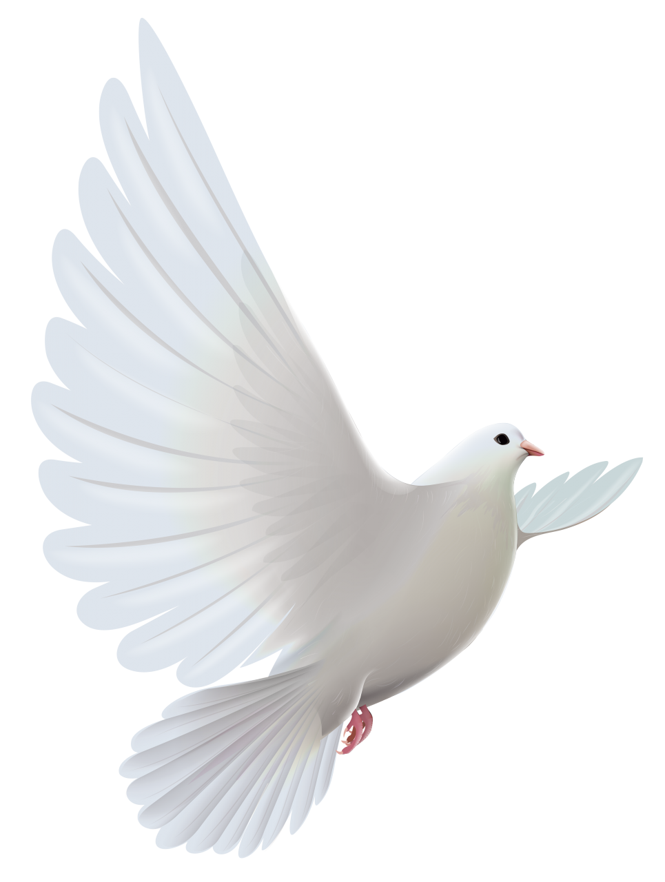Pigeon clipart funeral dove. Documents of cemetery regulations