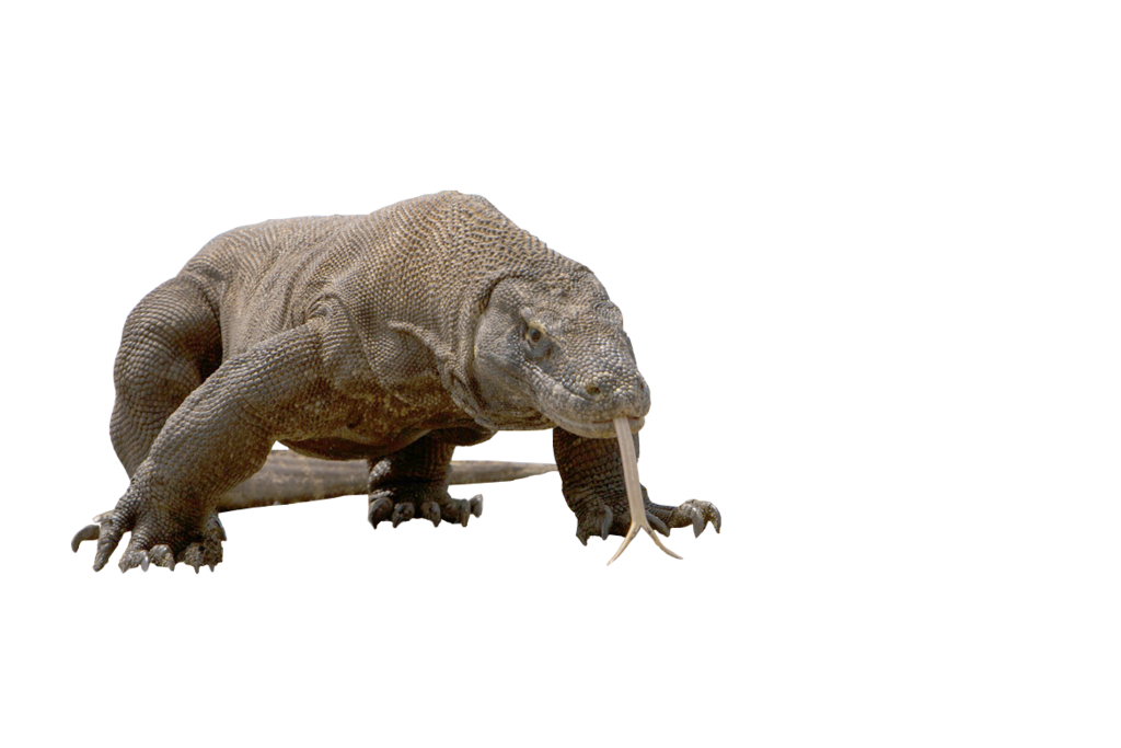 Komodo dragon png transparent. Hearing clipart clear voice