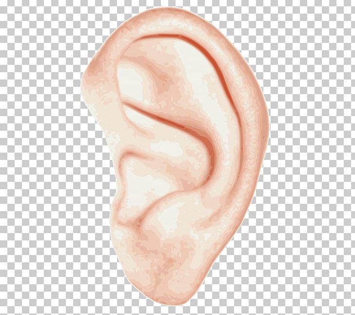 hearing clipart human ear