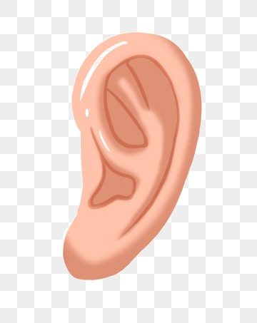 hearing clipart human ear