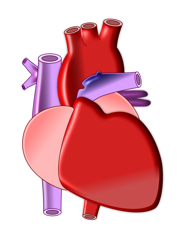 heart clipart animated