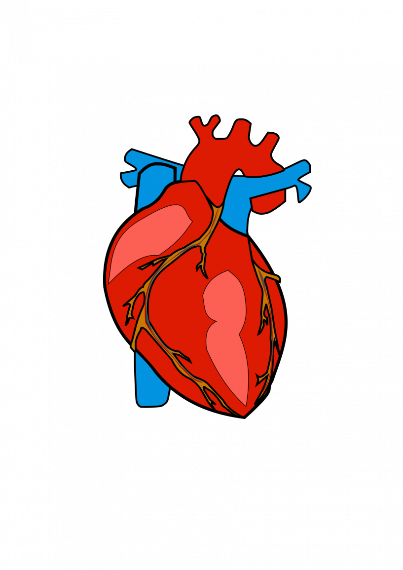 heart clipart body
