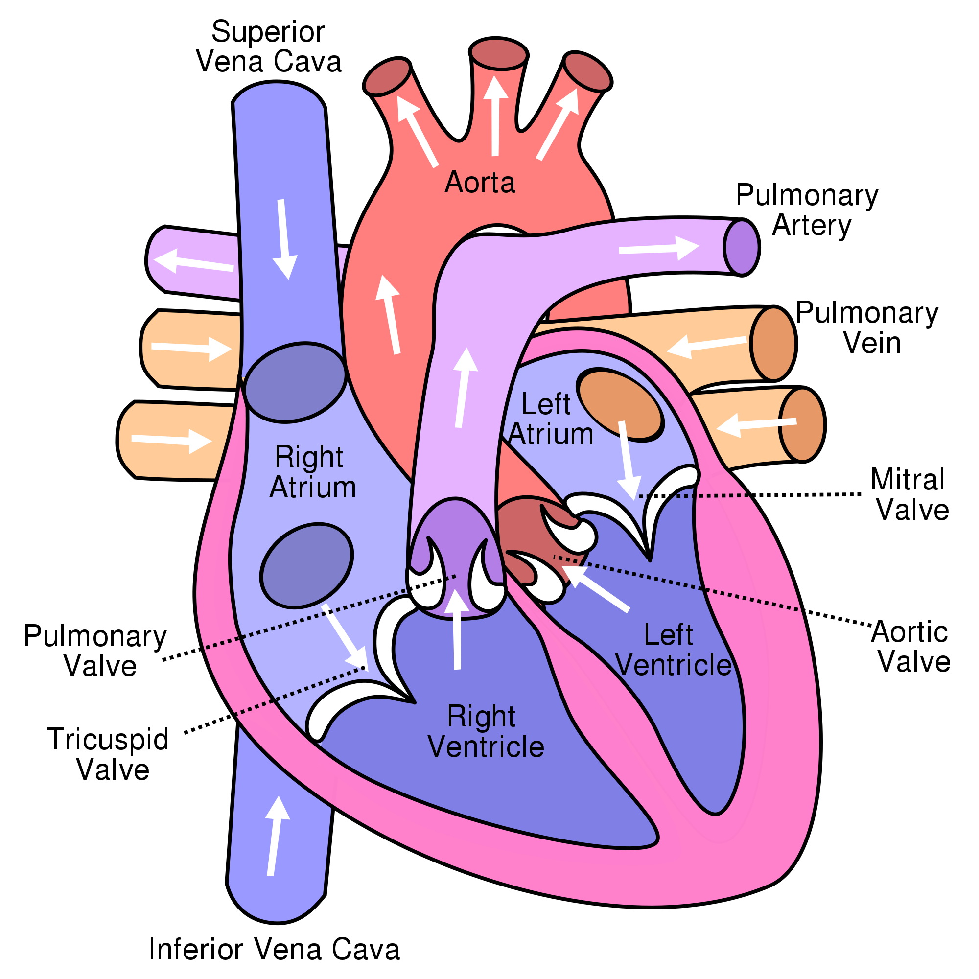 heartbeat clipart ekg strip