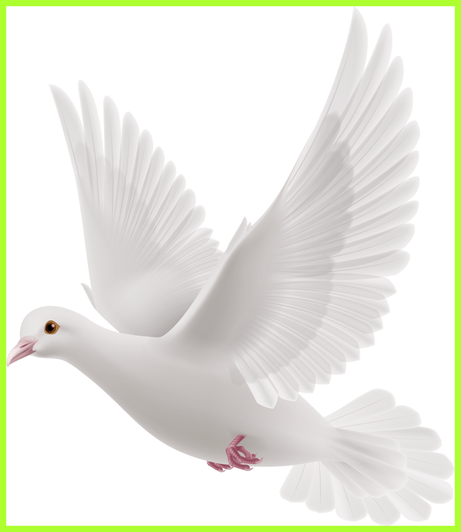 Fascinating doves preobrazovannyj png. Pigeon clipart paloma