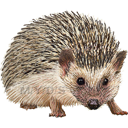 Bampton school hedgehogclipart. Hedgehog clipart