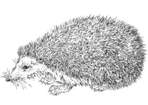 hedgehog clipart realistic